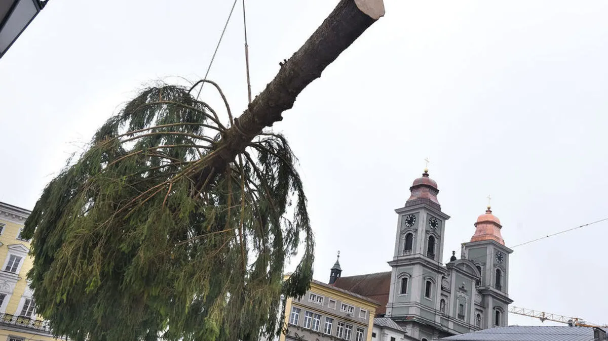 Posse um Linzer Weihnachtsbaum