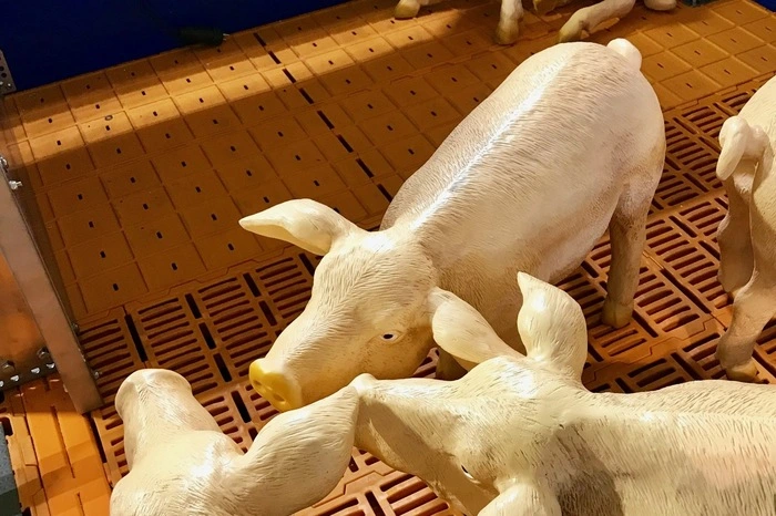 Neu seit 2019: Weil es in Osteuropa Probleme mit der Afrikanischen Schweinpest gibt, sind in diesem Jahr keine lebenden Schweine auf der Messe zu finden...