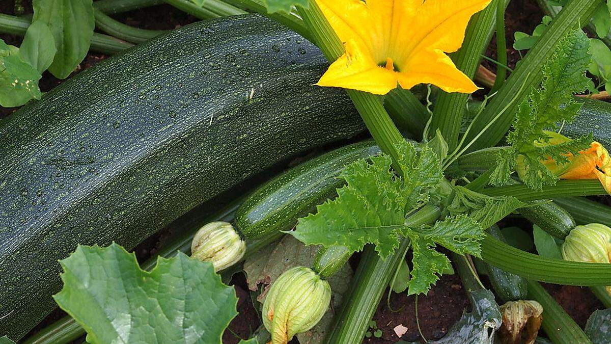 Der Bitterstoff Cucurbitacin kommt in Zucchinis vor - und kann lebensgefährlich sein