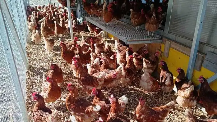 Diese Hennen in Freilandhaltung haben „vernetzten“ Auslauf