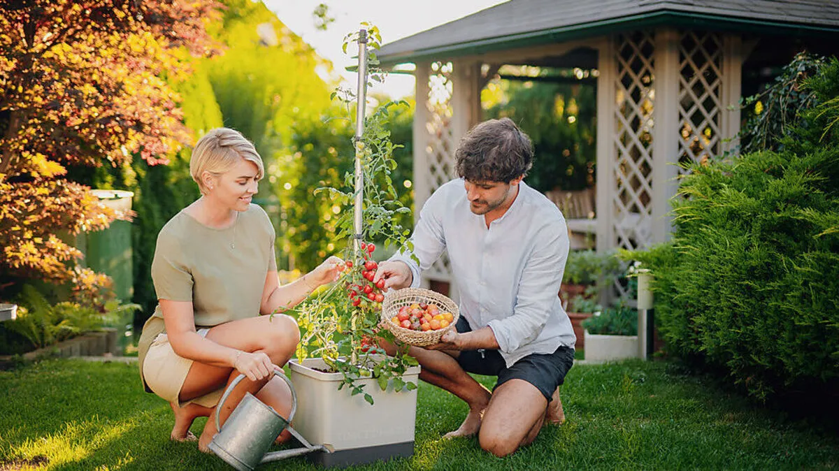 Gusta Garden präsentiert "Tom Tomato"