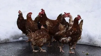 Einige der Hühner konnten noch rechtzeitig gerettet werden