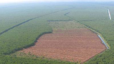 Tropenwälter werden massiv abgeholzt - weltweit