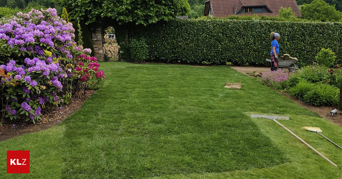 Lawn Maierhold：芝生の夏のストレスを避ける：Lawn Maierholdがどのように説明するか