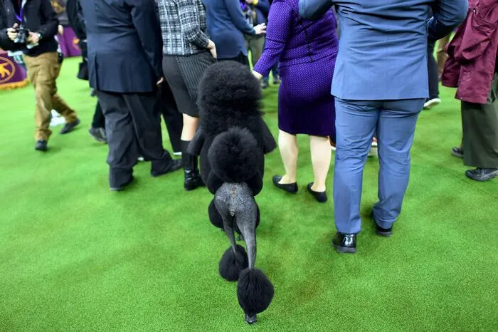 In der Kategorie "Best in Show" holte ein vier Jahre altes schwarzes Pudel-Weibchen den Titel. Im Finale setzte sich Siba aus Northampton in Pennsylvania gegen die männlichen Mitstreiter Daniel, einen Golden Retriever, und Bono, einen Havaneser, durch.
