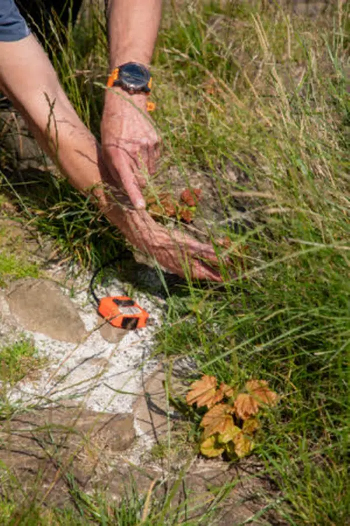 National Park Authority ranger inspects the Sycamore Gap tree shoots that have appeared recently at Hadrian's Wall and Housesteads Fort, Northumberland