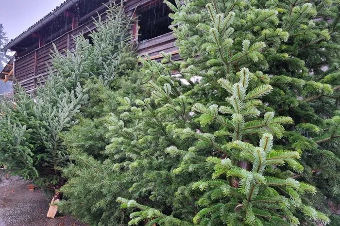 Und sich im 'Weihnachtswald' den passenden Baum aussuchen.