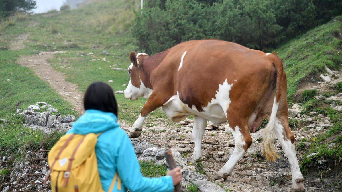 Wanderer in der Schweiz begannen eine Kuh zu melken (Sujetbild)