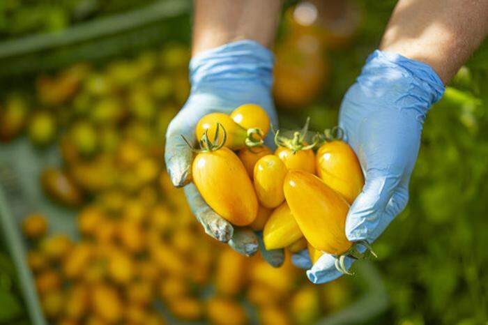 Mehr als 30 verschiedene Tomatensorten verkauft die Biogärtnerei Seebacher am Markt