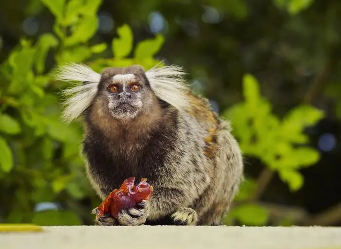 Brazil, City of Rio de Janeiro, Leme, Black-tufted marmoset(Callithrix penicillata) in the green area with the Atlantic Forest.