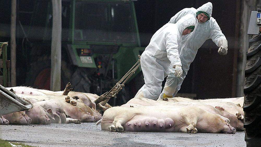 In zwei Schweinemastbetrieben in Nordrhein-Westfalen war bereits 2006 die Schweinepest ausgebrochen