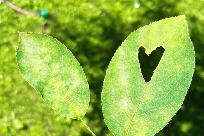 Liebe liegt in der Luft - und im Blatt, fotografiert von Gerdi Pessl aus Mortantsch bei Weiz.