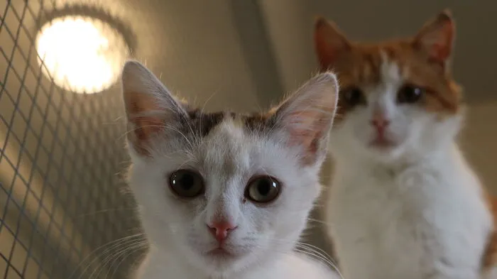 Im Weizer Katzenhaus herrscht ein Kommen und Gehen - für 21 Kätzchen gibt es Platz.