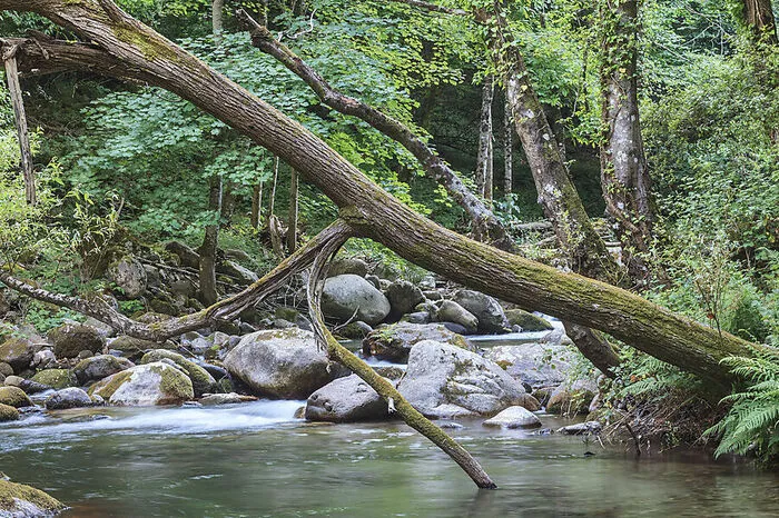 Nationalpark Sila. 737 Quadratkilometern misst die „Grüne Lunge Kalabriens“, die im Silagebirge liegt. Hochebenen, Seen, aber vor allem Wälder prägen die Landschaft, die bei Wanderern und Radfahrern hoch im Kurs steht. Über ihnen und den Wildtieren trohnen die Königinnen des Waldes: Die „Giganti della Sila“, 56 Schwarzkiefern, die mehr als 40 Meter hoch sind und auf ein Alter von rund 400 Jahren geschätzt werden.