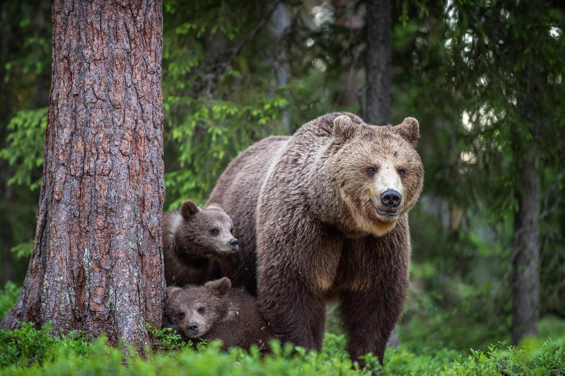 Tierschützer protestierten nach Tötung von Bärenmutter KJ1 in ganz Italien