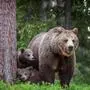 Bärenweibchen mit Jungen haben einen besonders ausgeprägten Beschützerinstinkt (Symbolbild)