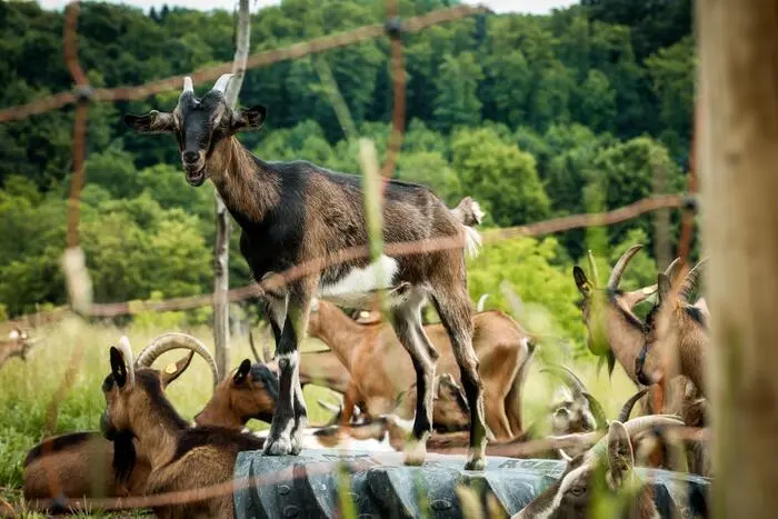 Alle 140 Ziegen am Hof bekommen einen Namen.
