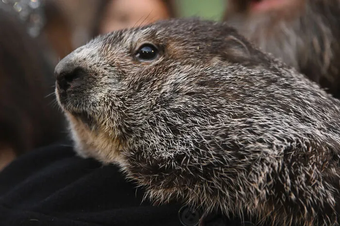Bei der jährlichen Zeremonie in Punxsutawney im US-Bundesstaat Pennsylvania sagte das Tier am Mittwoch im Morgengrauen anhaltend kaltes Wetter voraus.