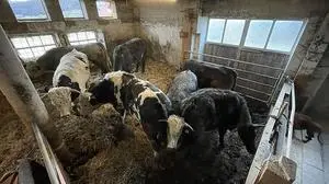 Sieben Mastochsen, 30 Quadratmeter - so sieht für viele Landwirte trotz Gütesiegel kein Tierwohl aus