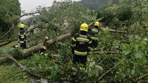 Bäume knickten wie Streichhölzer um und versperrten die B 320