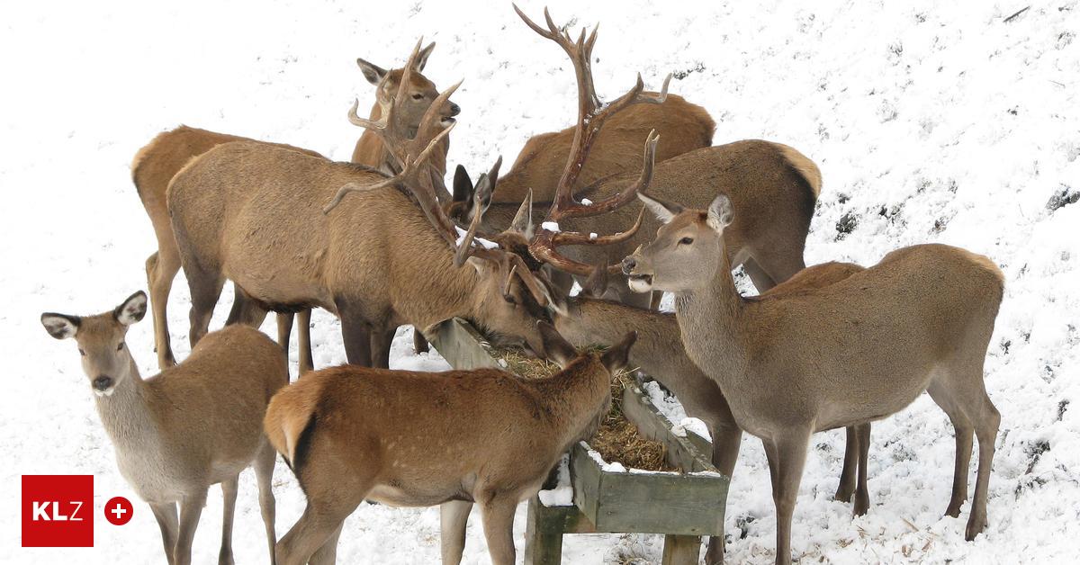 Bezirksj-germeister-Das-Wichtigste-f-r-Wildtiere-im-Winter-ist-Ruhe-