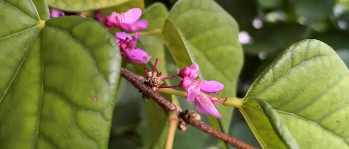 Judasbaum, ein Frühlingsblüher, zeigt heuer auch im Herbst Blütenschmuck.