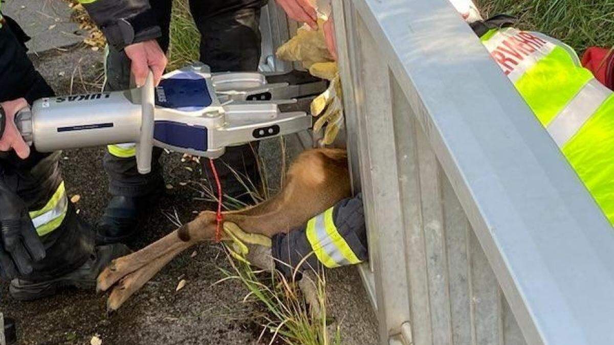 Die Feuerwehr konnte das Tier unverletzt befreien