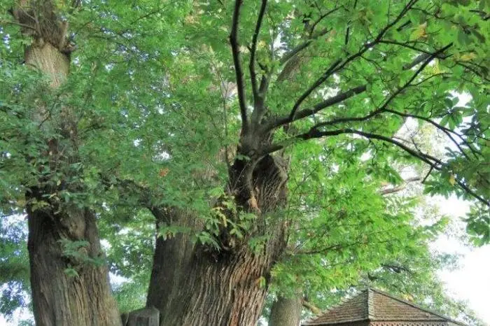 Eine mächtige Edelkastanie westlich von Gleisdorf