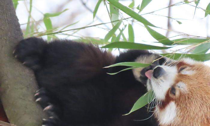 Die Roten Pandas zeigen sich im Winter gerne