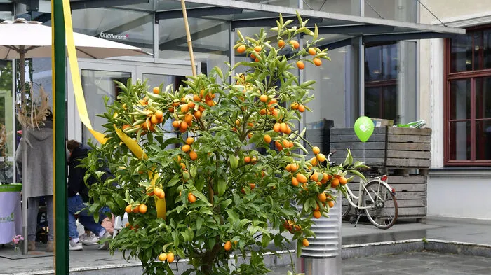 Am Platz zwischen Forum Kloster und Haus der Musik fand das 3. Gartenfest der Stadt Gleisdorf statt.