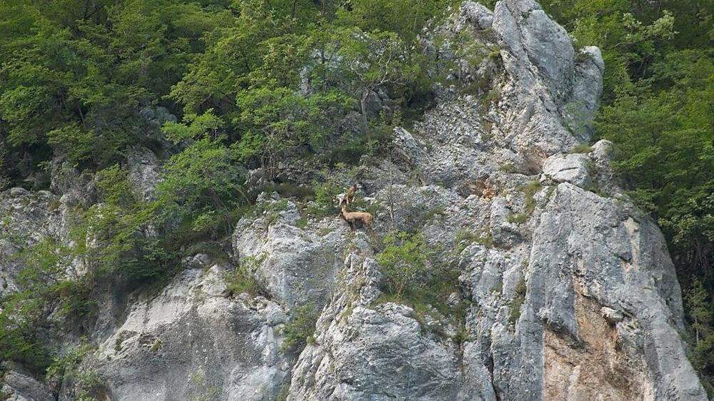 Der Gamsbock rettete sich vor den beiden Hunden in eine steile Felswand