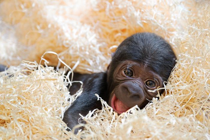 Gorillababy Jabari: Der Zoo Schmiding bei Wels (OÖ) hat vor einem Monat süßen Zuwachs bekommen 