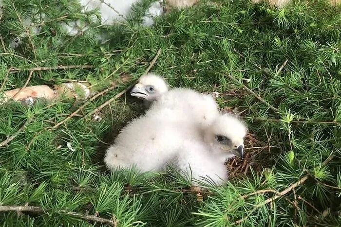 ... beide jungen Rotmilane im gut behüteten Nest...