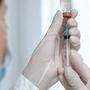 Derzeit Begehrtes Gut: Die Impfung gegen das Coronavirus 	