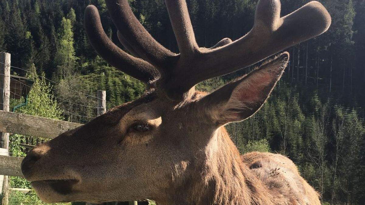 Das Geweih des Hirschs befindet sich jetzt im Wachstum