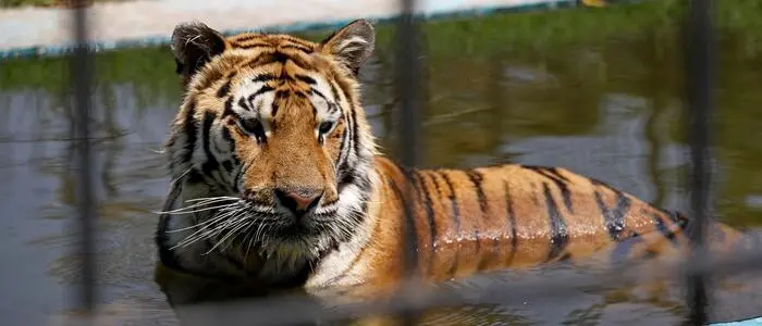 Ein Tiger attackierte in seinem Gehege einen Mann (Symbolbild)