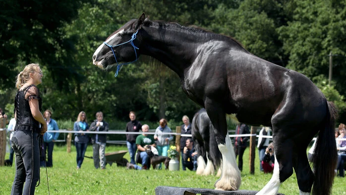 Shire Horse