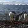 View of Gentoo penguins in Cuverville Island, in the western Antarctic peninsula on March 04, 2016. Waddling over the rocks, legions of penguins hurl themselves into the icy waters of Antarctica, foraging to feed their young. Like seals and whales, they eat krill, an inch-long shrimp-like crustacean that forms the basis of the Southern Ocean food chain. But penguin-watchers say the krill are getting scarcer in the western Antarctic peninsula, under threat from climate change and fishing. AFP PHOTO/EITAN ABRAMOVICH / AFP PHOTO / EITAN ABRAMOVICH
