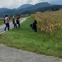 Die Ermittler der Polizei suchten auch im Maisacker neben der Unfallstelle nach Spuren