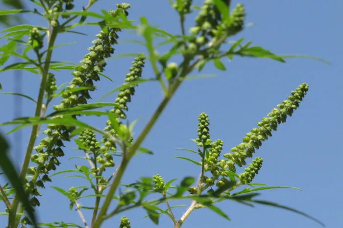 Das Beifuß-Traubenkraut ist unter seinem englischen Namen "Ragweed" bekannt und Allergikern verhasst. Die Pflanze wurde im 19. Jahrhundert über saatgut und Vogelfutter eingeschleppt. Bekämpfen lässt es sich, indem die Pflanze vollständig mitsamt ihren Wurzeln ausgerissen wird. Dabei sollte man Handschuhe tragen. Wenn die Pflanze blüht, auch Staubmaske und Schutzbrille.