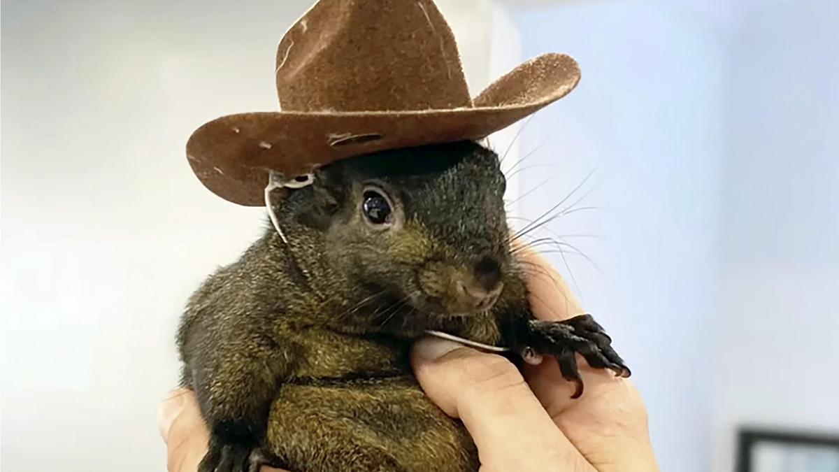 Das Eichhörnchen „Peanut“ lebte sieben Jahre bei Mark Longo