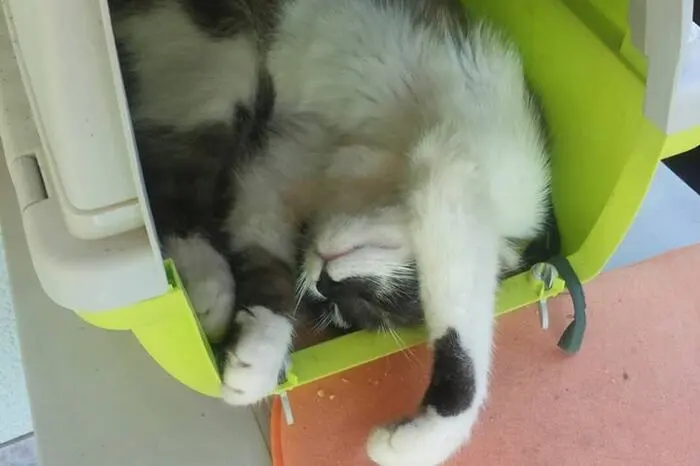 Balu mag seinen Katzenkorb.
