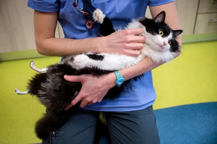 Zlatinov hat sich bei dem Eingriff am irischen Chirurgen Noel Fitzpatrick orientiert, der mit einer revolutionären Operation im Jahr 2009 Oscar zum ersten bionischen Kater gemacht hatte...