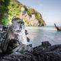 Derzeit sind die Strände von Ko Phi Phi primär von Affen bevölkert