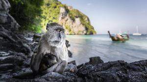 Derzeit sind die Strände von Ko Phi Phi primär von Affen bevölkert