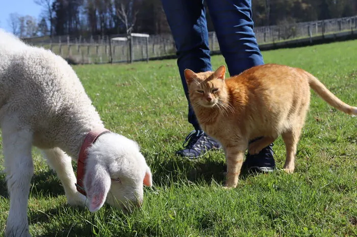 Mit Hauskater Igor versteht sich Elsa blendend.