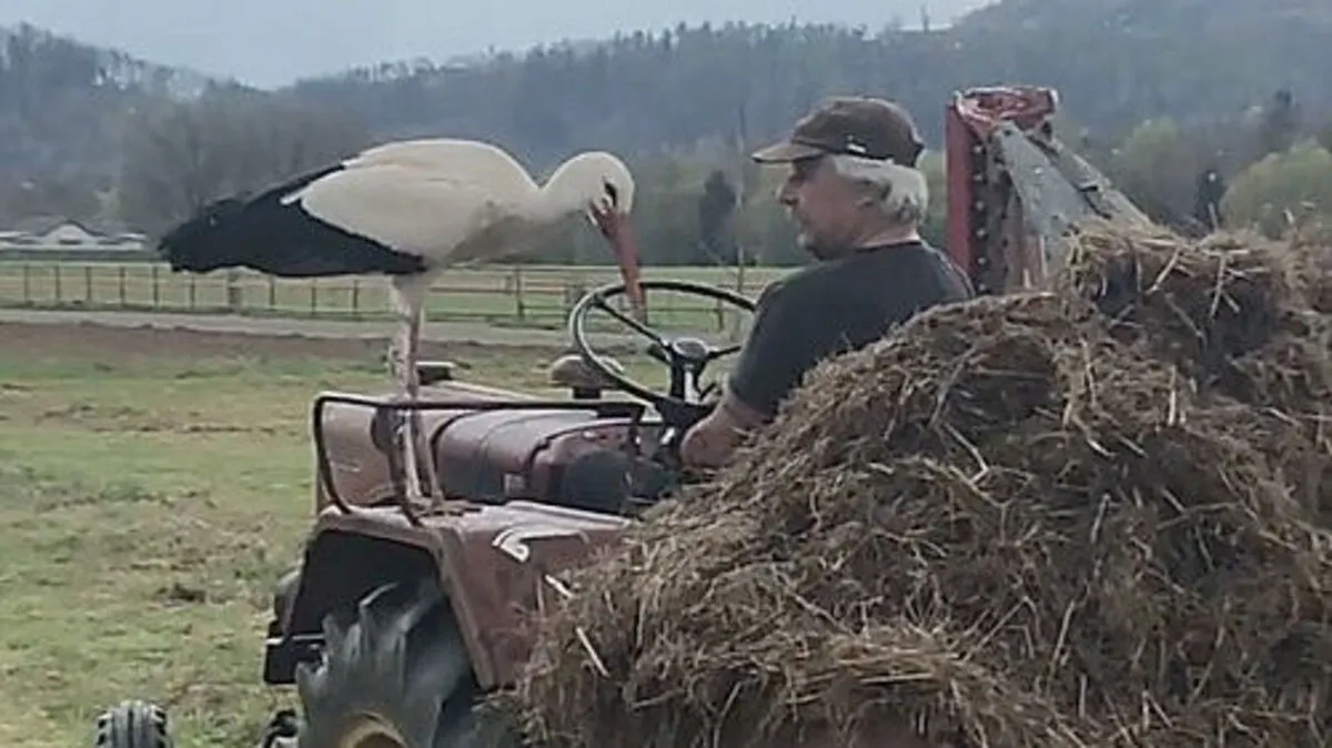 Storch Heli "greift" ein und will wohl auch Traktor fahren