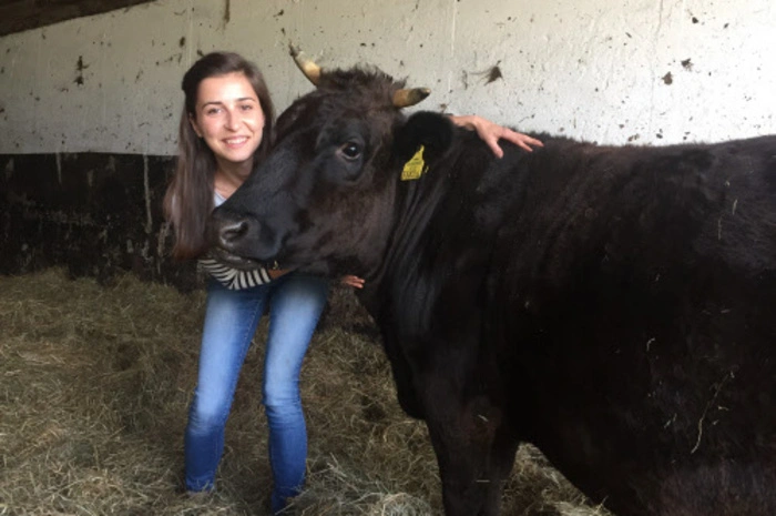 Das teuerste Fleisch der Welt züchtet eine junge Dame aus Aigen im Ennstal in ihrem Stall. Rita Kapp hat sich vor zwei Jahren der Zucht von Wagyu-Rindern verschrieben und war bereits erfolgreich. Kaufpreis von Jungtieren: rund 5000 Euro. Hier stimmen Sie ab.