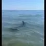 Am Samstag verirrte sich ein Delfin an den Hauptstrand