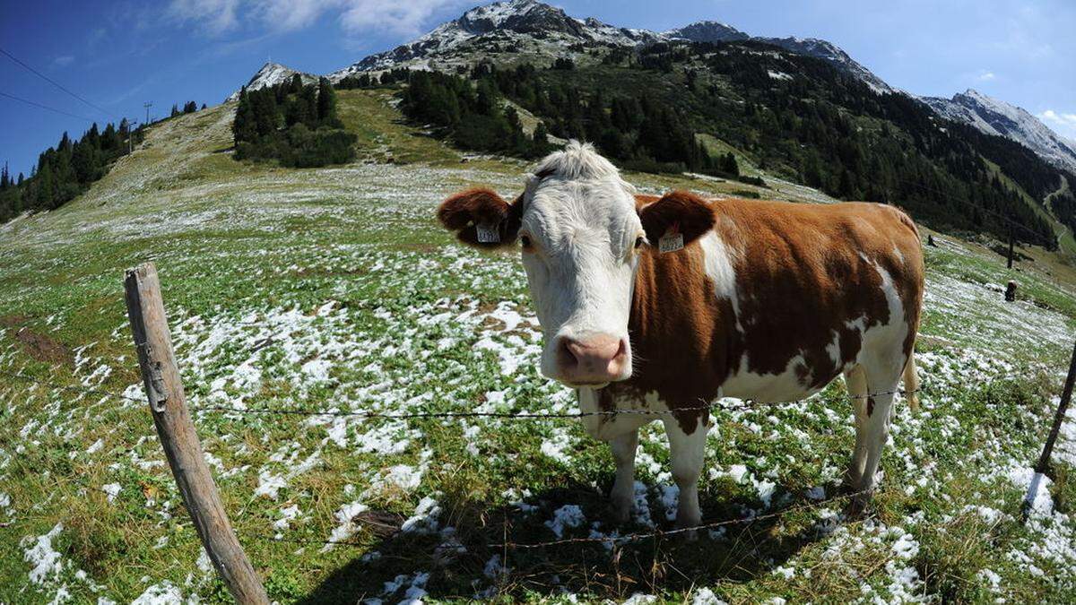 Der Mann wurde von der Kuh schwer verletzt